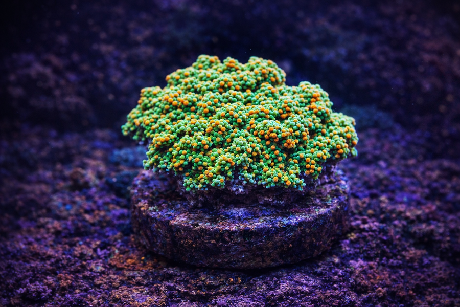 Grinch Montipora Coral Frag – WYSIWYG #1003